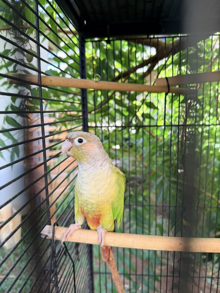 LOST PET - Westloch Estates, Ewa Beach, Oahu | Stolen Stuff Hawaii