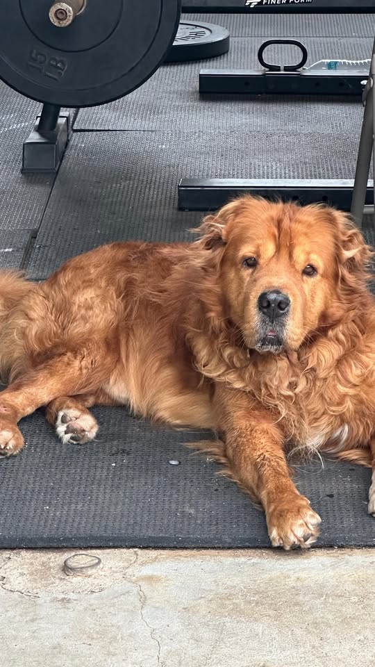 LOST PET - Ewa Beach, Oahu | Stolen Stuff Hawaii
