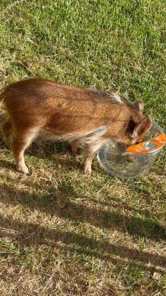 FOUND PET - Nanakuli, Oahu | Stolen Stuff Hawaii