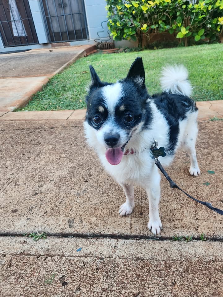 FOUND PET - Kulana, Ewa Beach, Oahu | Stolen Stuff Hawaii