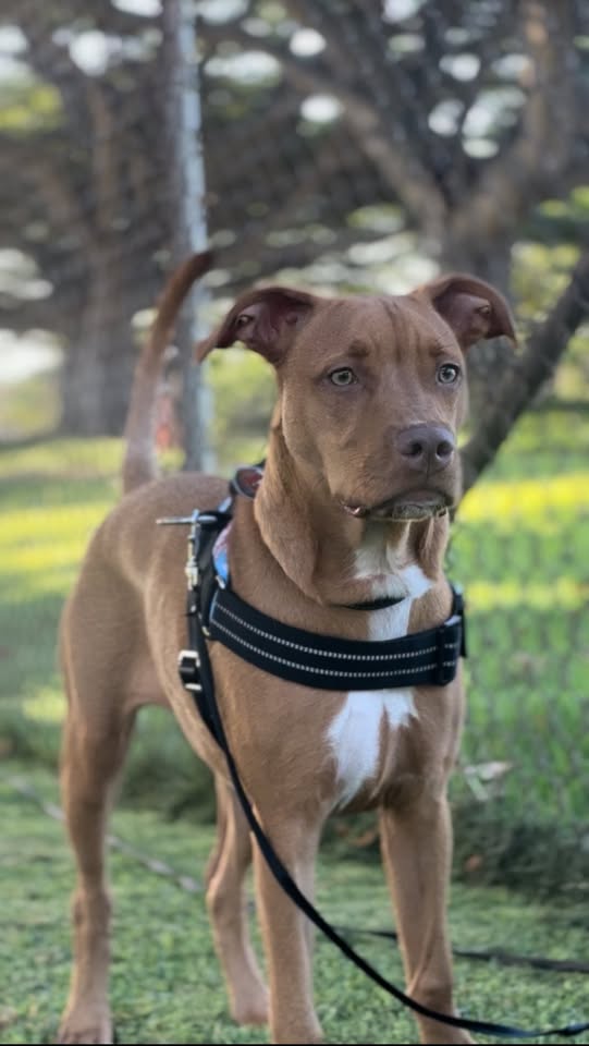 FOUND PET - Park across Kunia Walmart, Oahu | Stolen Stuff Hawaii
