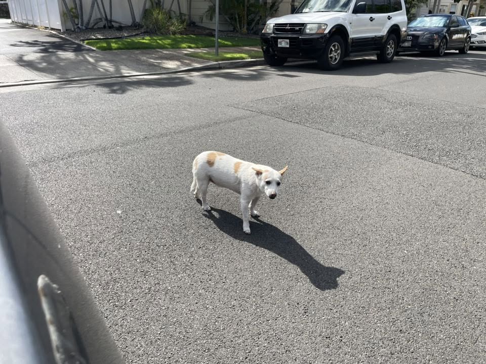 FOUND PET - Ocean Pointe, Ewa Beach | Stolen Stuff Hawaii