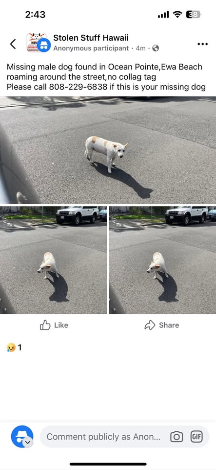 FOUND PET - Unknown | Stolen Stuff Hawaii