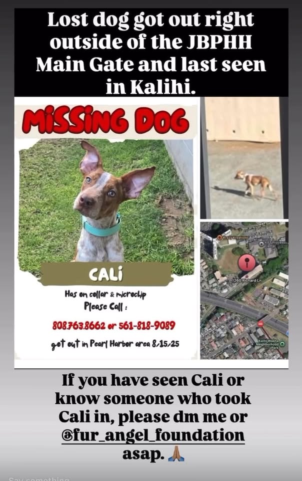 LOST PET - Hale Moku, JBPHH Main Gate, Kalihi, Dole Intermediate | Stolen Stuff Hawaii