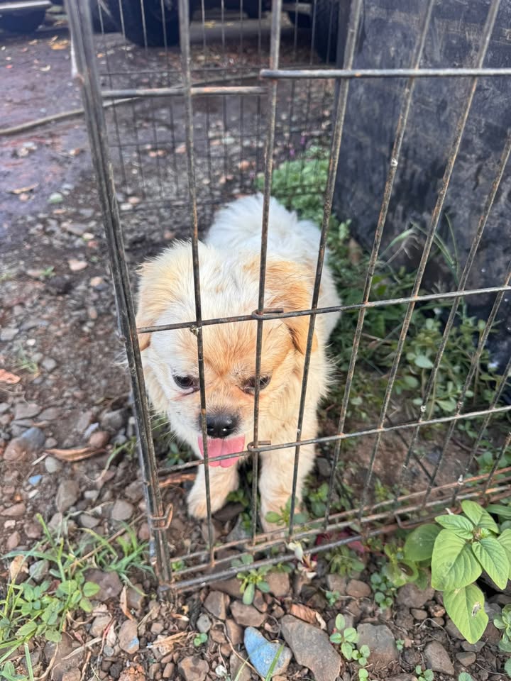 FOUND PET - Corner of Hiapo St. and Laenui St., Waipahu | Stolen Stuff Hawaii
