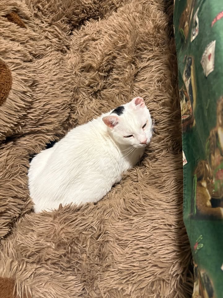 LOST PET - Ukuwai Street, Mililani | Stolen Stuff Hawaii