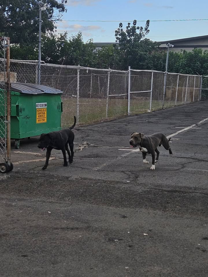 ANIMAL SIGHTING - Awalau and Awanei St, Waipahu | Stolen Stuff Hawaii