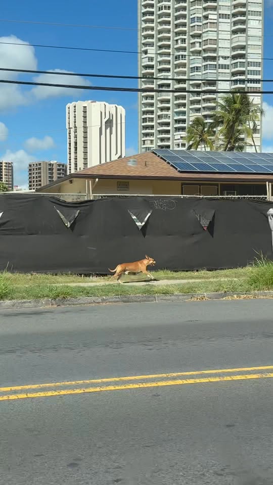 ANIMAL SIGHTING - Kuhio Avenue and Kapahulu Avenue, Honolulu | Stolen Stuff Hawaii