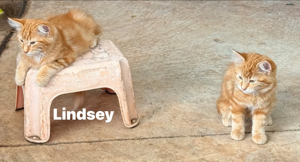 LOST PET - Waipahu, Oahu | Stolen Stuff Hawaii