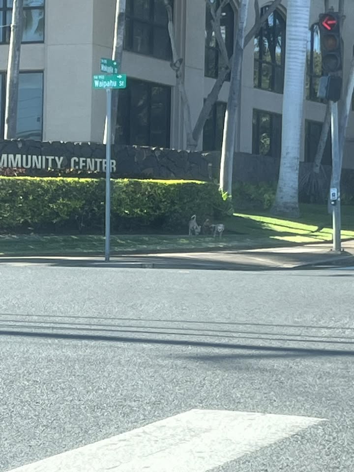 ANIMAL SIGHTING - Mokuola and Waipahu streets, Waipahu | Stolen Stuff Hawaii