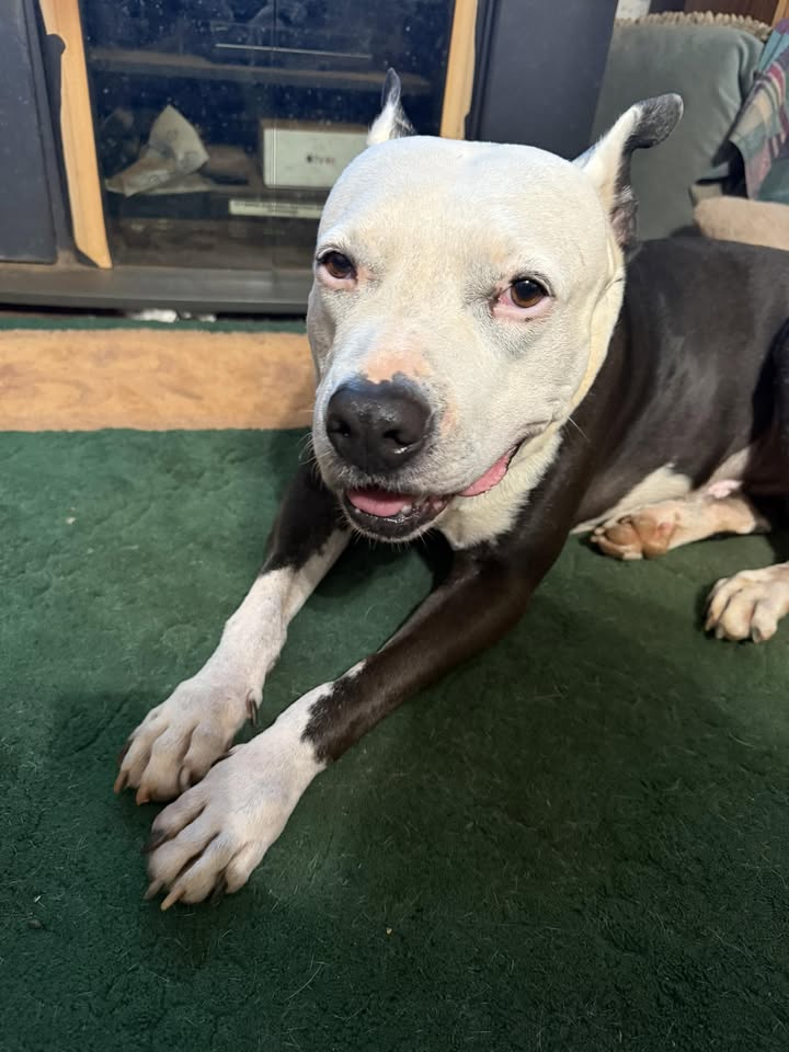 LOST PET - Waipahu High School, Waipahu, Oahu | Stolen Stuff Hawaii