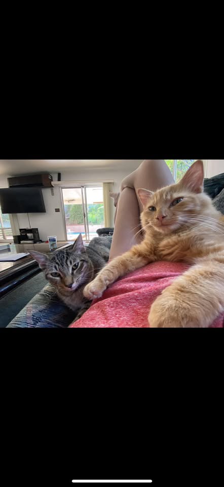 LOST PET - Unknown | Stolen Stuff Hawaii