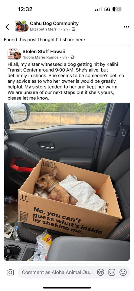 LOST PET - Unknown | Stolen Stuff Hawaii
