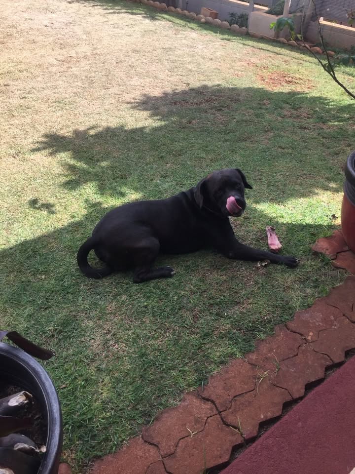 LOST PET - Mililani, Oahu | Stolen Stuff Hawaii