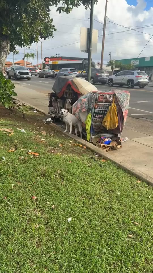 ANIMAL SIGHTING - Kalihi, Honolulu, Oahu | Stolen Stuff Hawaii