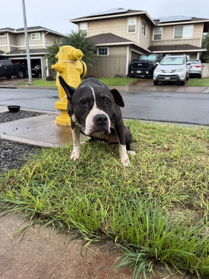 ANIMAL SIGHTING - Kapolei-Kanehili area, Oahu | Stolen Stuff Hawaii