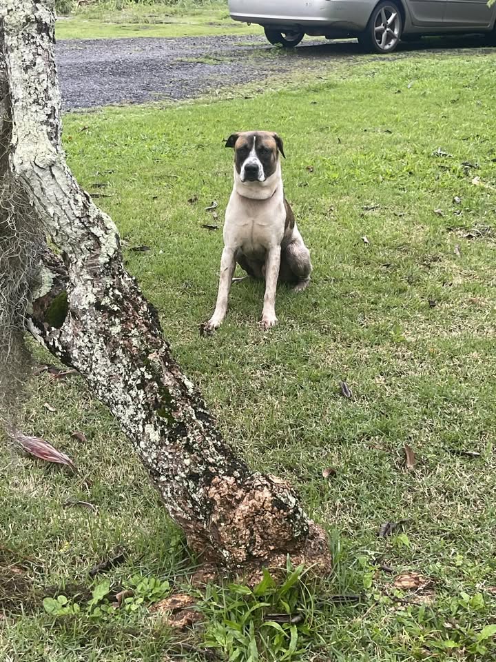 FOUND PET - Halai, Hauula, Oahu | Stolen Stuff Hawaii