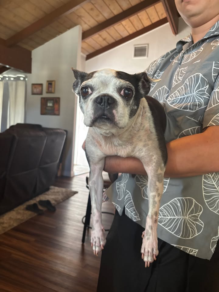 FOUND PET - Mililani, Oahu | Stolen Stuff Hawaii