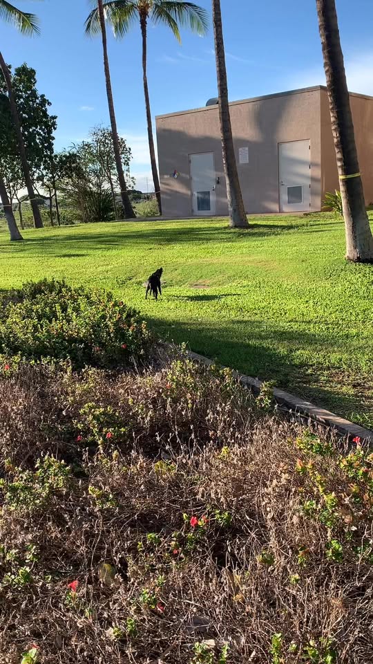 FOUND PET - Kapolei State building, Kapolei, Oahu | Stolen Stuff Hawaii