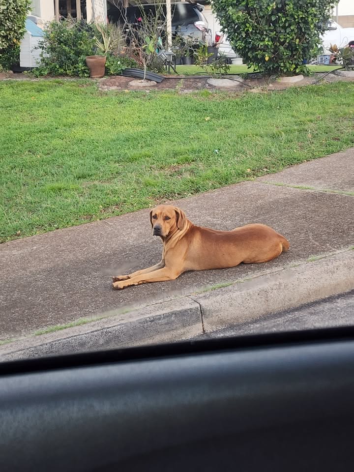 ANIMAL SIGHTING - Upper Pearl City High School, Pearl City, Oahu | Stolen Stuff Hawaii
