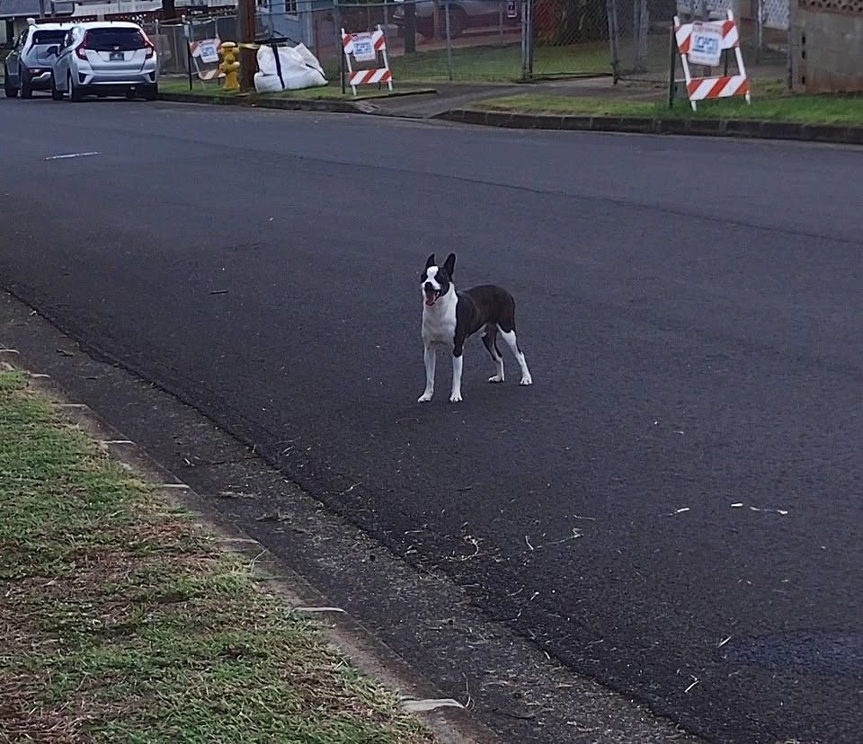 ANIMAL SIGHTING - Aliipoe Drive and Ulune Street, NO_SPECIFIC_LOCATION | Stolen Stuff Hawaii