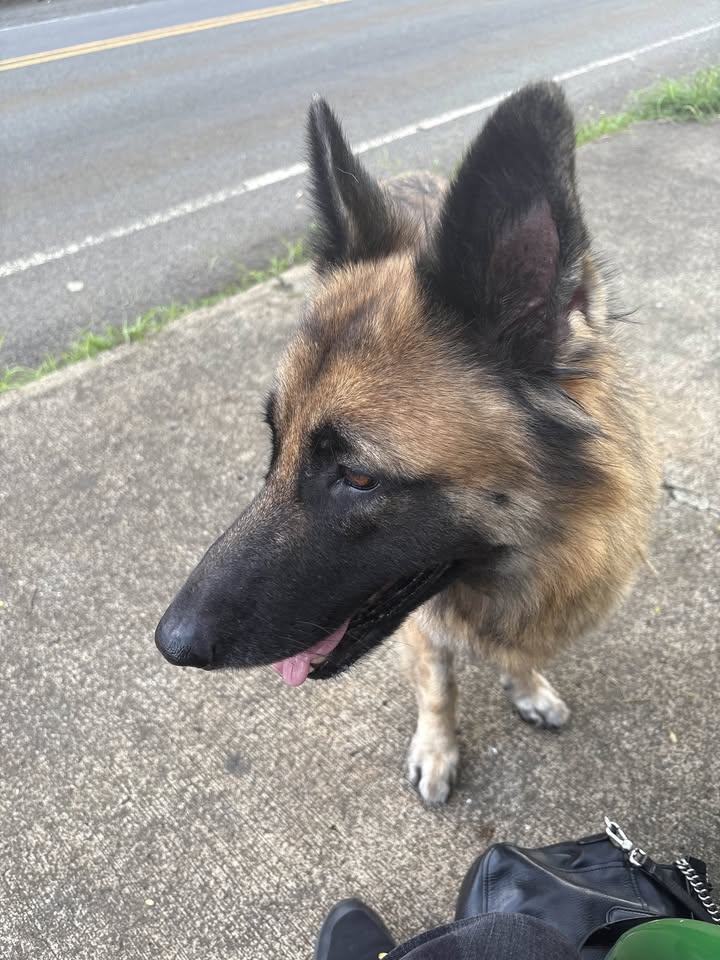FOUND PET - Nalanieha and Kalihi St, Honolulu, Oahu | Stolen Stuff Hawaii