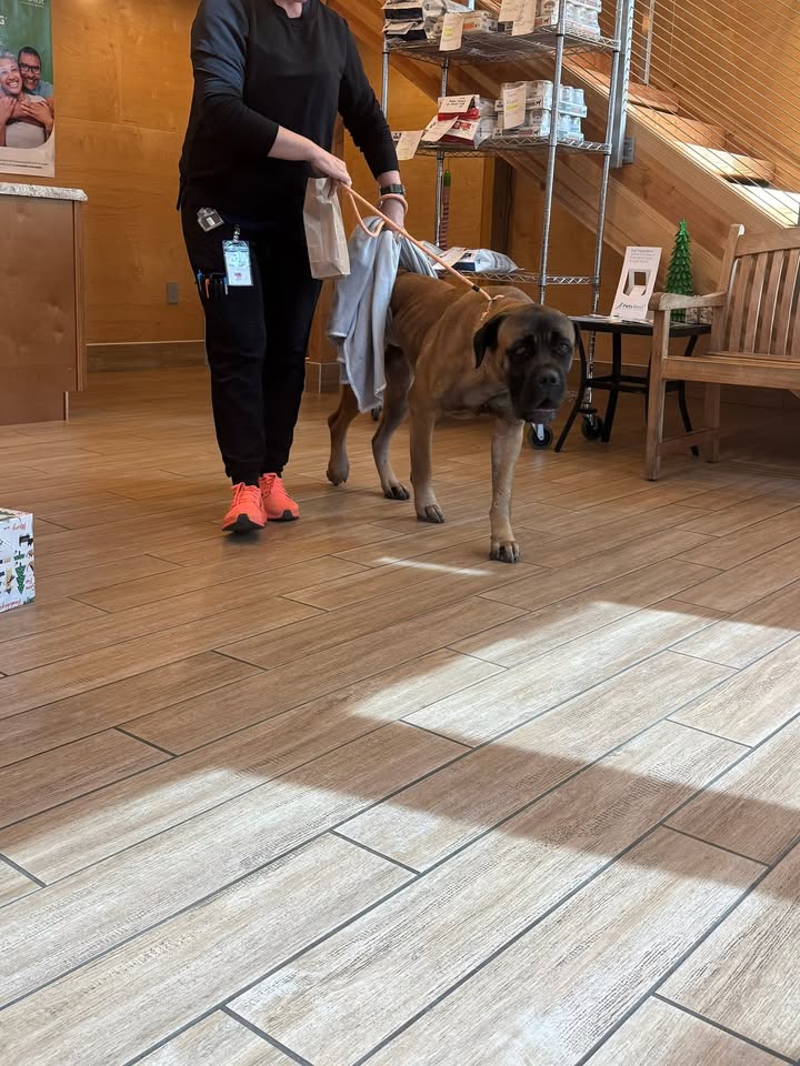FOUND PET - Laie, Oahu | Stolen Stuff Hawaii