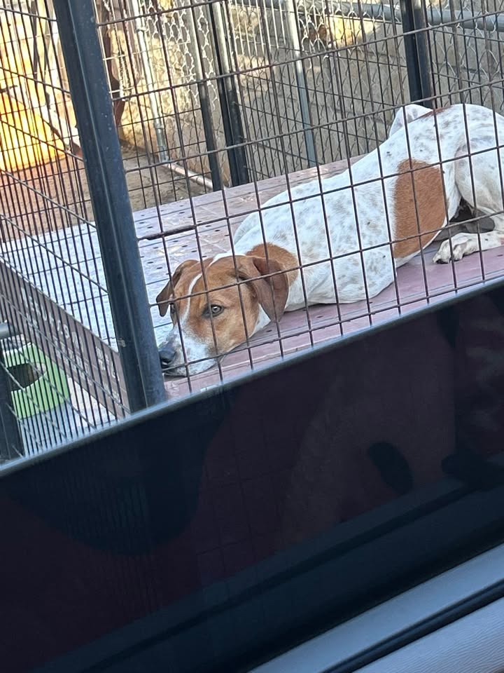 LOST PET - Lower Pearl City | Stolen Stuff Hawaii