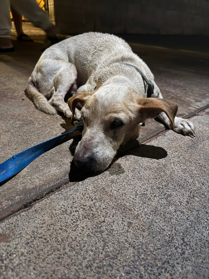 LOST PET - Ololani Street, Ewa Beach | Stolen Stuff Hawaii