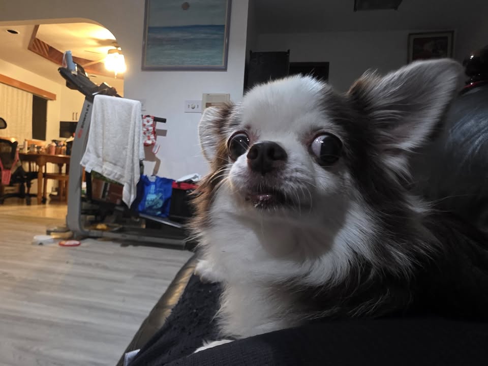LOST PET - Kalihi/Kam Heights, Honolulu | Stolen Stuff Hawaii