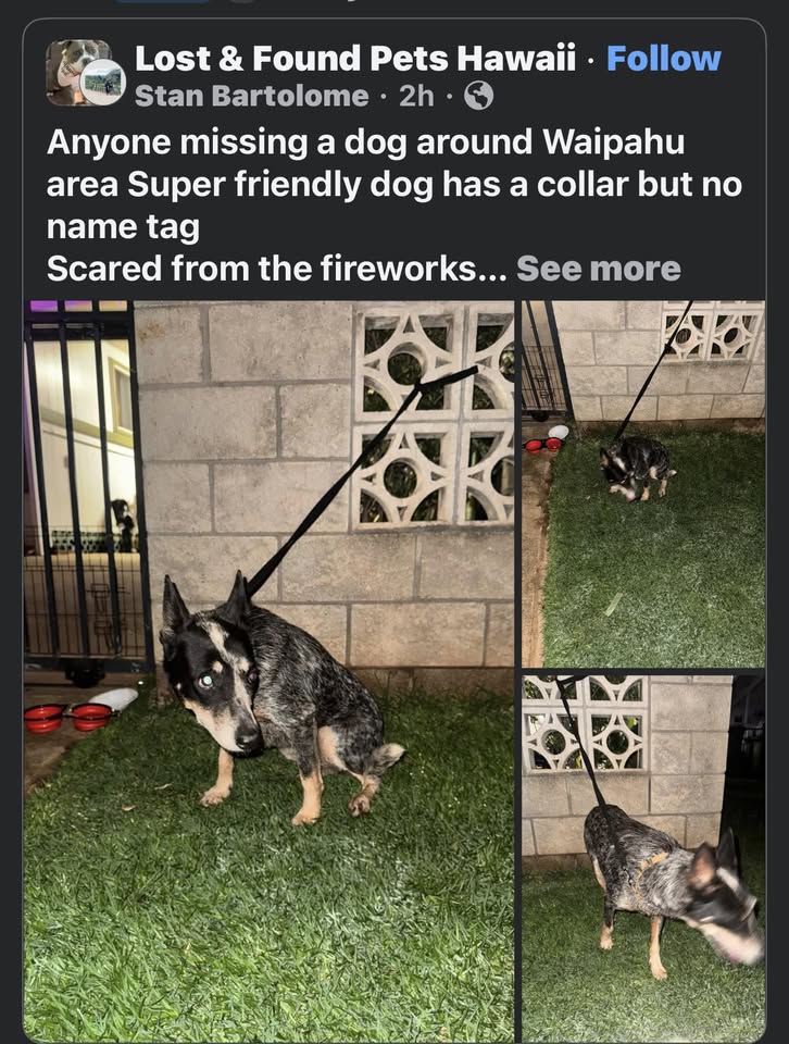 FOUND PET - Waipahu, Oahu | Stolen Stuff Hawaii