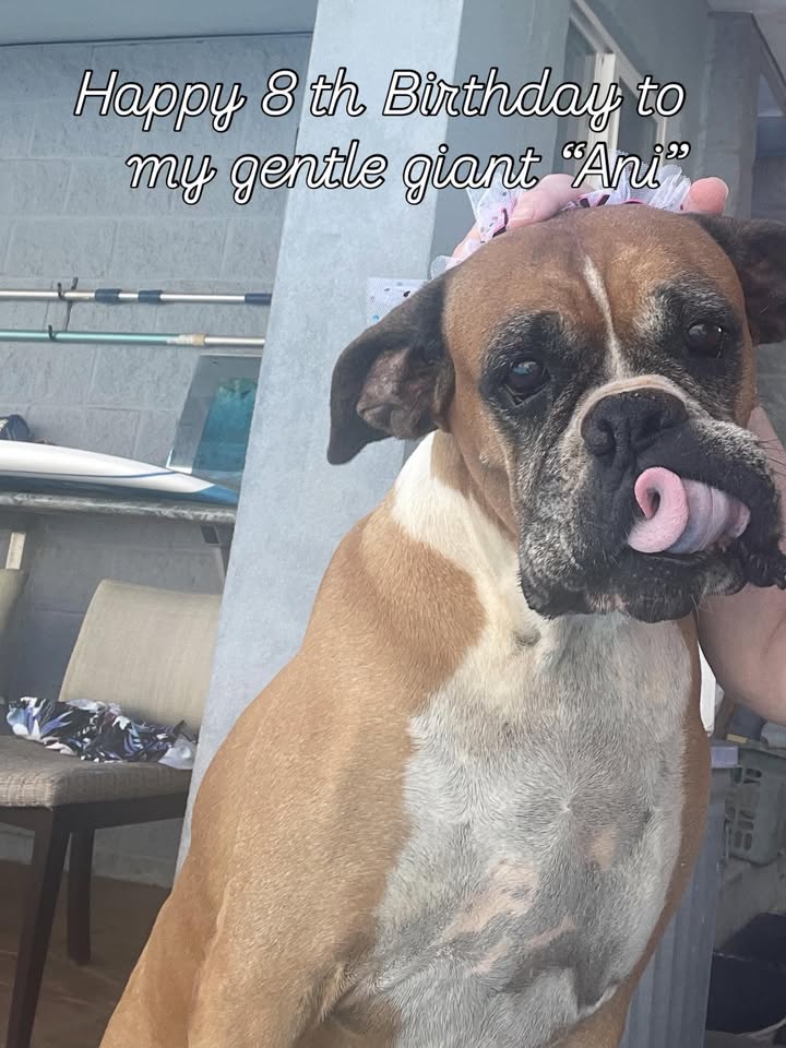 LOST PET - Pearl City Waiau, Oahu | Stolen Stuff Hawaii
