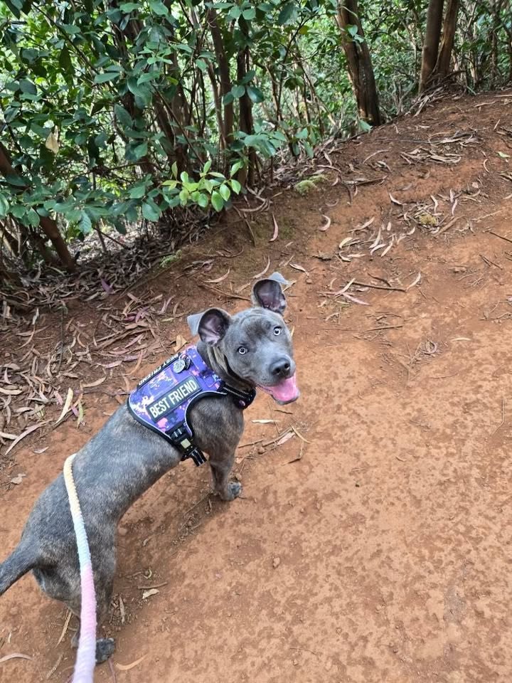 LOST PET - Tripler Ridge Trail, behind Tripler base housing, Oahu | Stolen Stuff Hawaii
