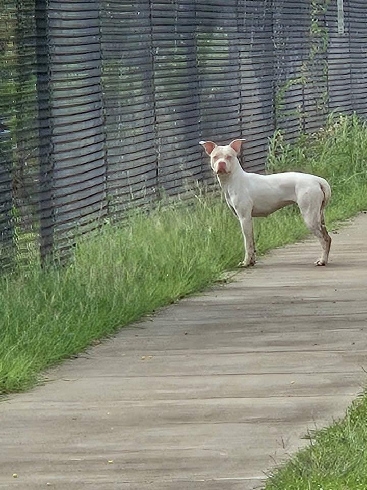 ANIMAL SIGHTING - Unknown | Stolen Stuff Hawaii