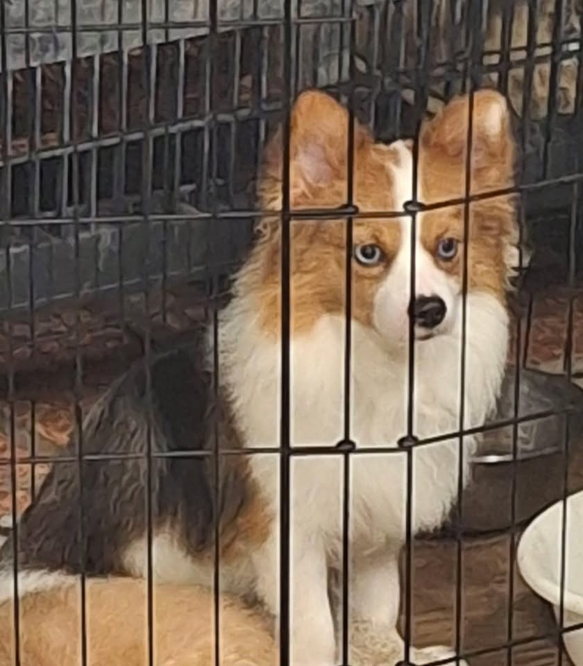 LOST PET - Koalipehu Street, Ewa Beach | Stolen Stuff Hawaii