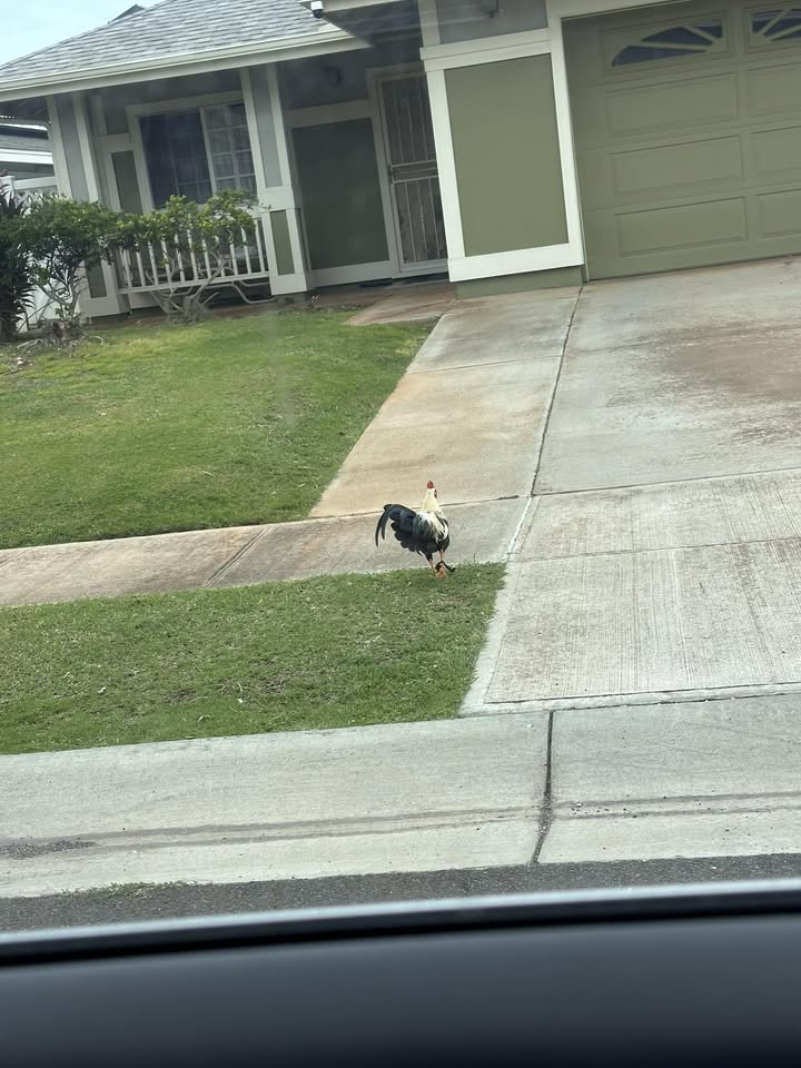 FOUND PET - Unknown | Stolen Stuff Hawaii