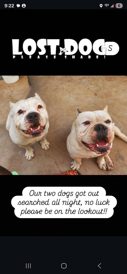LOST PET - Princess Kahanu, Hawaii Kai, Oahu | Stolen Stuff Hawaii