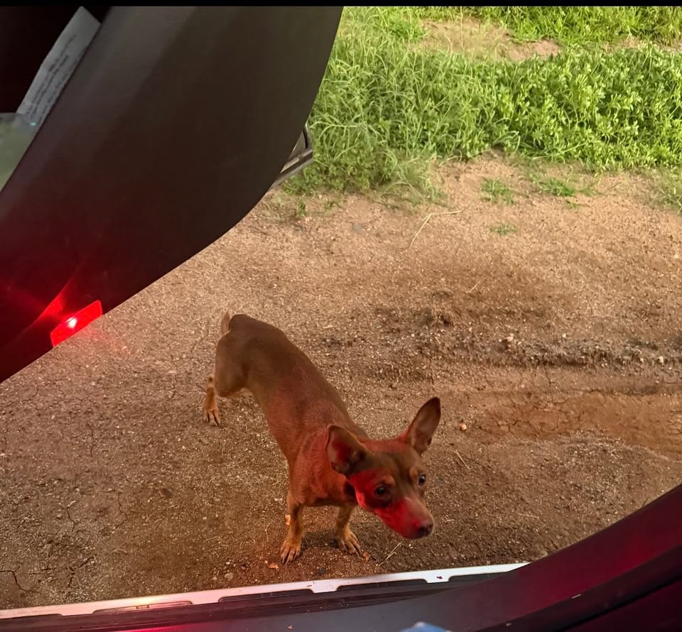 ANIMAL SIGHTING - Unknown | Stolen Stuff Hawaii