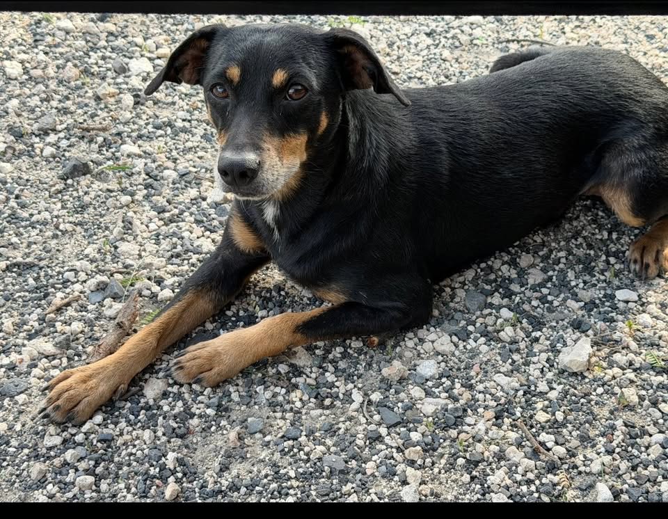 ANIMAL SIGHTING - White Plains, Oahu | Stolen Stuff Hawaii