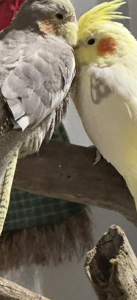 LOST PET - Ewa Beach, Oahu | Stolen Stuff Hawaii