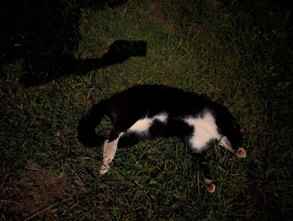 FOUND PET - Kaimuki, corner of Kilauea Ave. and 7th Ave., Honolulu | Stolen Stuff Hawaii
