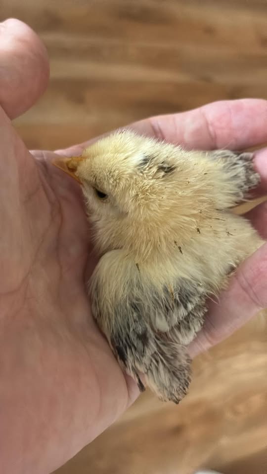 FOUND PET - Aiea, Oahu | Stolen Stuff Hawaii