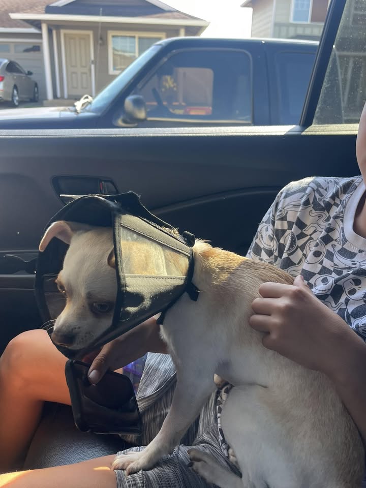 FOUND PET - Kapolei Kanehili homestead | Stolen Stuff Hawaii