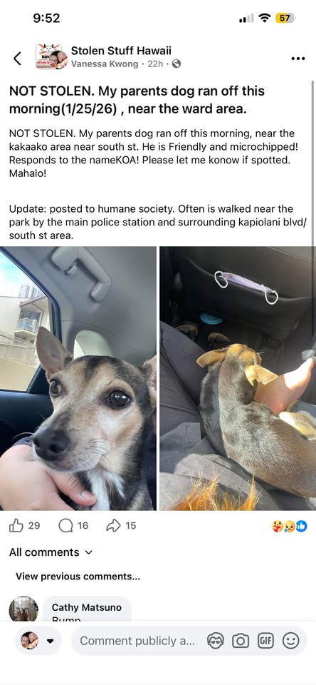 FOUND PET - South Street, Honolulu | Stolen Stuff Hawaii