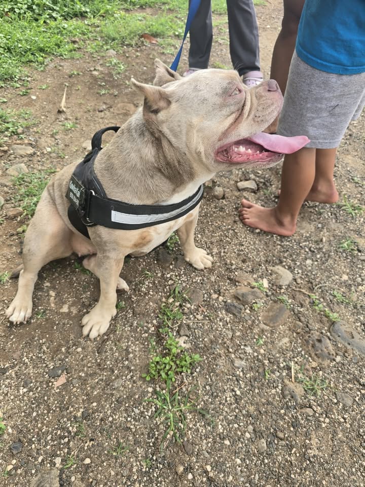 FOUND PET - Manuku Street, Makaha, Oahu | Stolen Stuff Hawaii