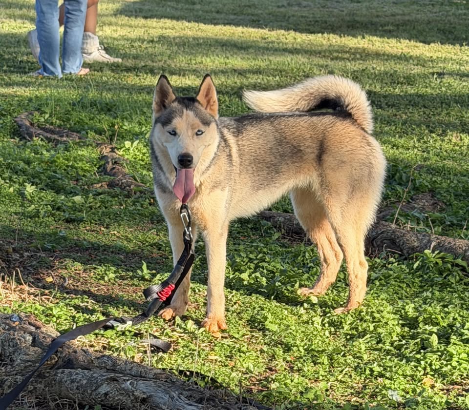 FOUND PET - Michael S Nakamura Park, Mililani | Stolen Stuff Hawaii