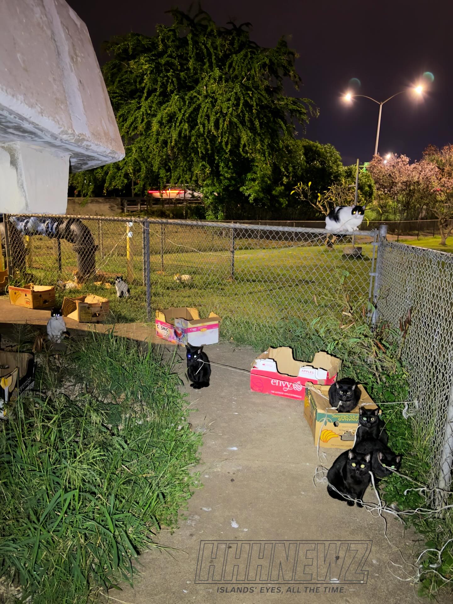 ANIMAL ABUSE - Near Main Street in the area of North Nimitz Highway, Oʻahu | Stolen Stuff Hawaii