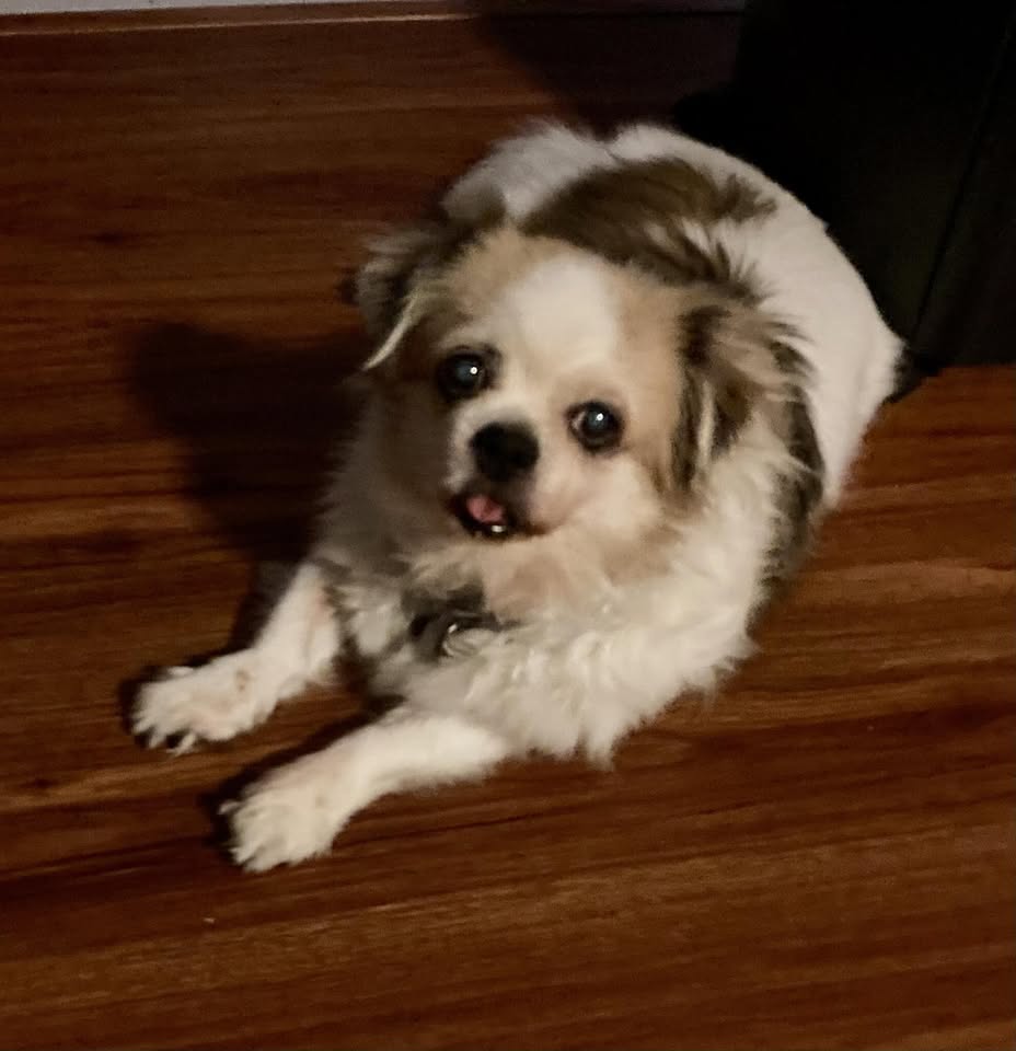 LOST PET - Waialae Kahala area, Zippy's Kahala | Stolen Stuff Hawaii