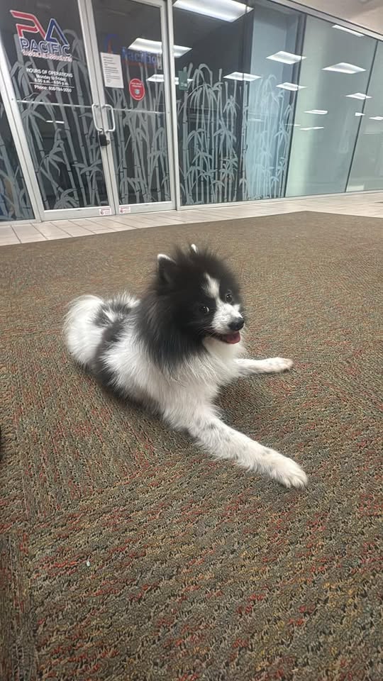 ANIMAL SIGHTING - Aiea Shopping Center, Aiea, Oahu | Stolen Stuff Hawaii