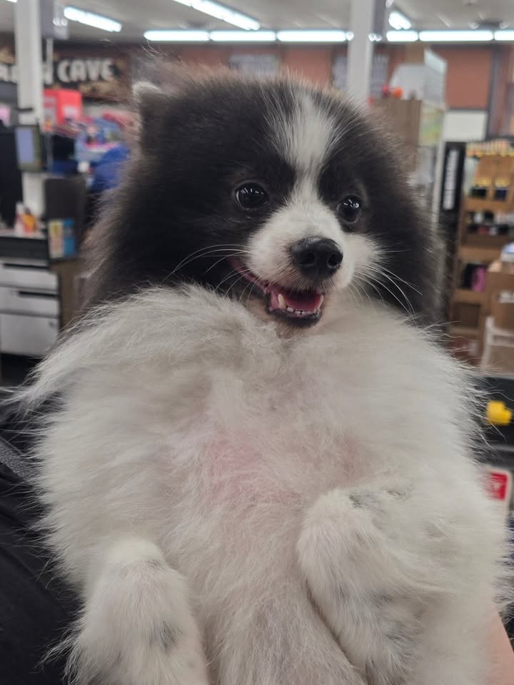 FOUND PET - Times Aiea, Aiea, Oahu
VCA in Waimalu, Aiea, Oahu | Stolen Stuff Hawaii